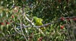 Timor Green Pigeon ‘Likely To Go Extinct’ Without Urgent Action